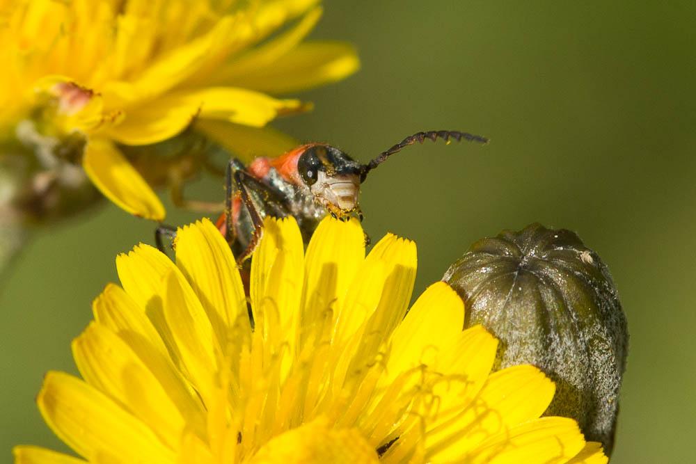 Malachie rousse Clanoptilus rufus (Olivier, 1790)