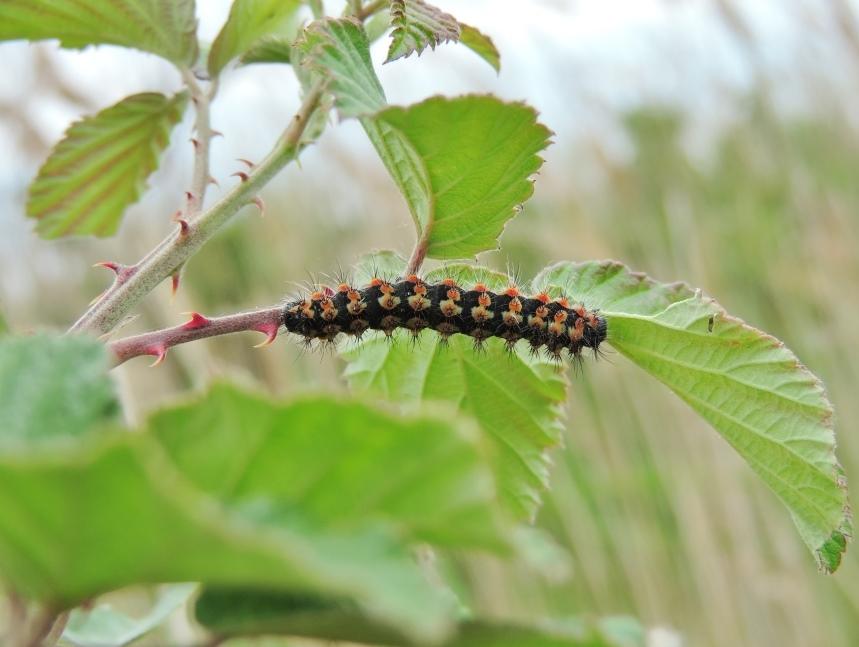 Petit Paon de Nuit (Le) Saturnia pavonia (Linnaeus, 1758)