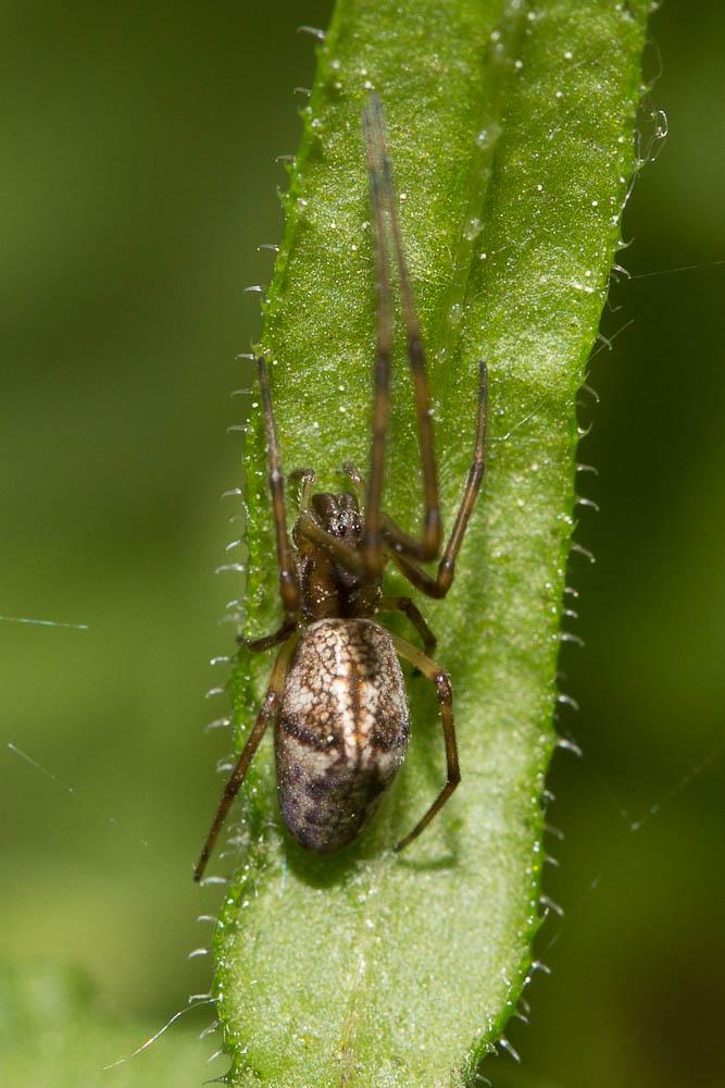 Tetragnatha obtusa C.L. Koch, 1837