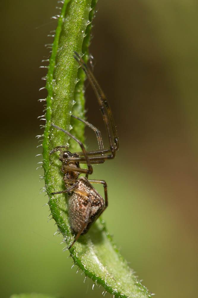  Tetragnatha obtusa C.L. Koch, 1837