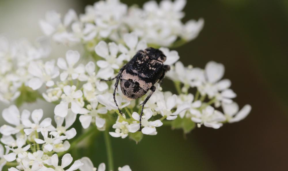Cétoine punaise Valgus hemipterus (Linnaeus, 1758)