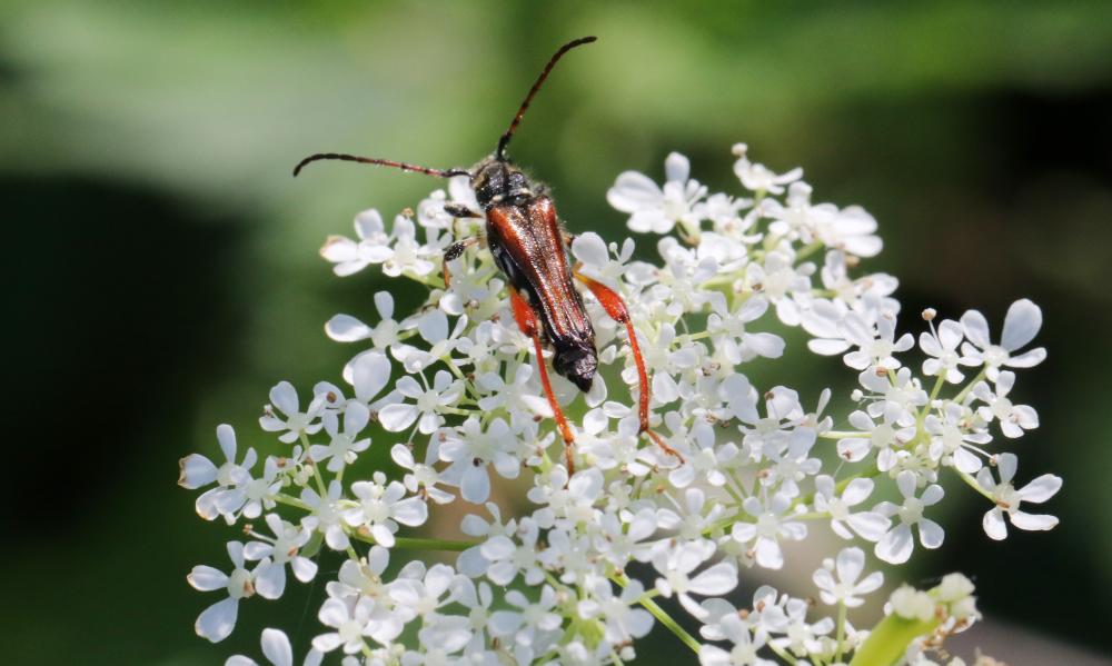 Sténoptère roux Stenopterus rufus (Linnaeus, 1767)