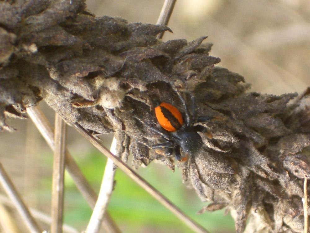 Saltique sanguinolent Philaeus chrysops (Poda, 1761)