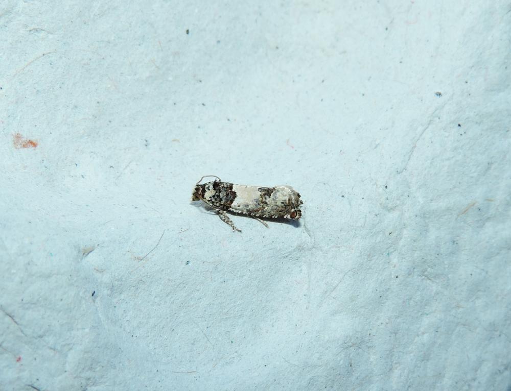Gypsonoma sociana (Haworth, 1811)