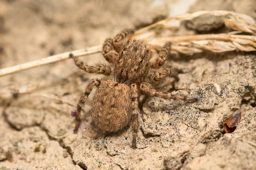 Saltique marqué Aelurillus v-insignitus (Clerck, 1758)