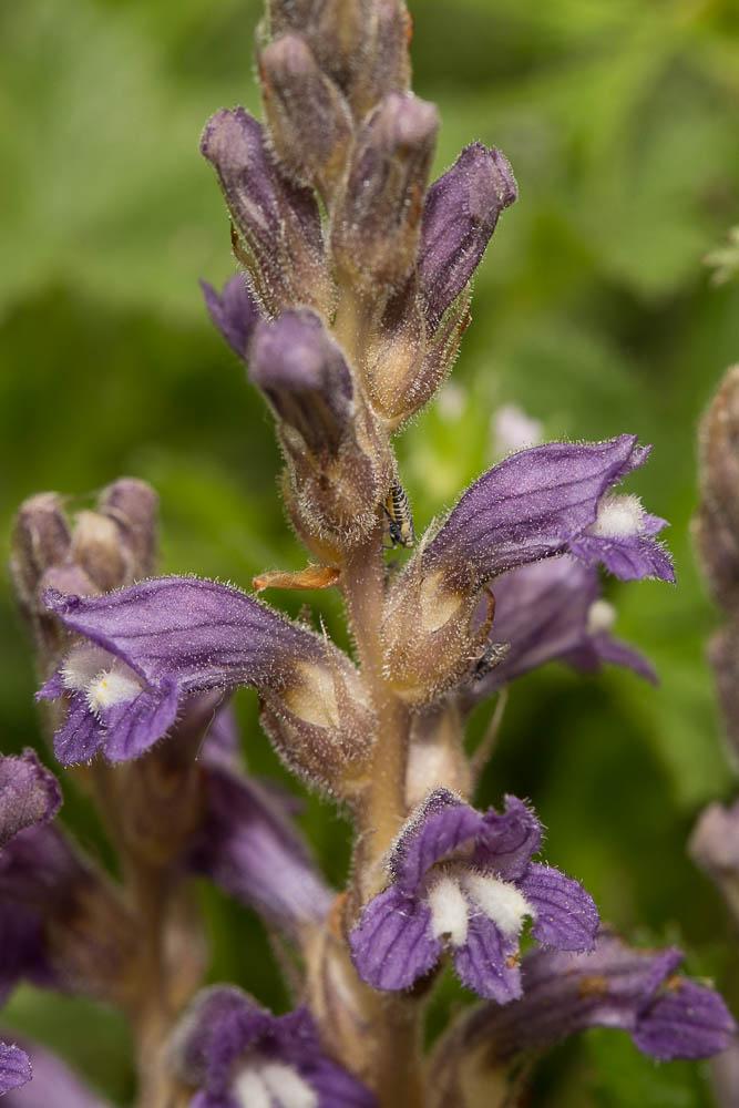 Orobanche rameuse, Orobanche ramifiée Phelipanche ramosa (L.) Pomel, 1874