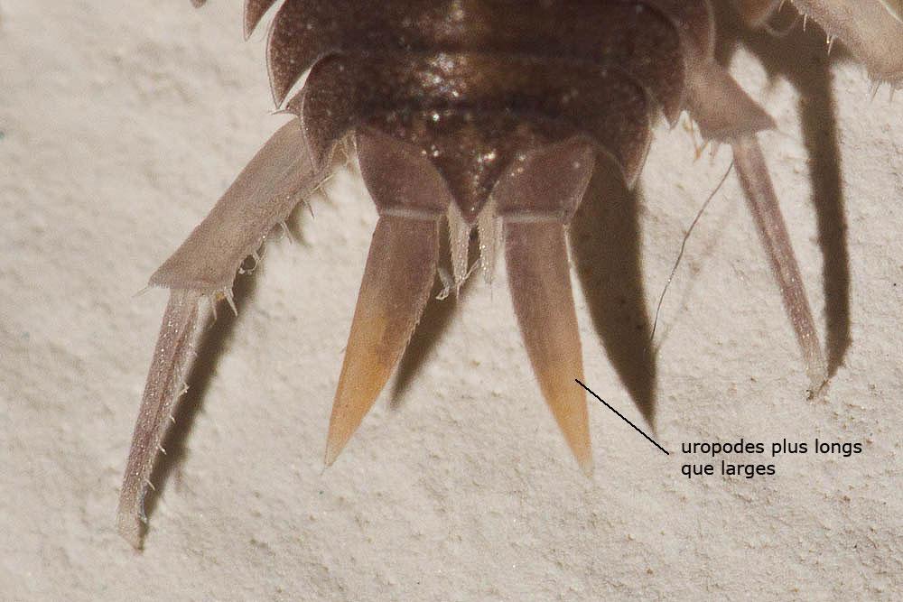 Porcellionides pruinosus (Brandt, 1833)