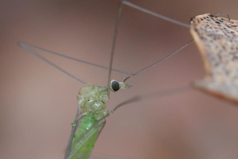 Limoniidae Rondani, 1856