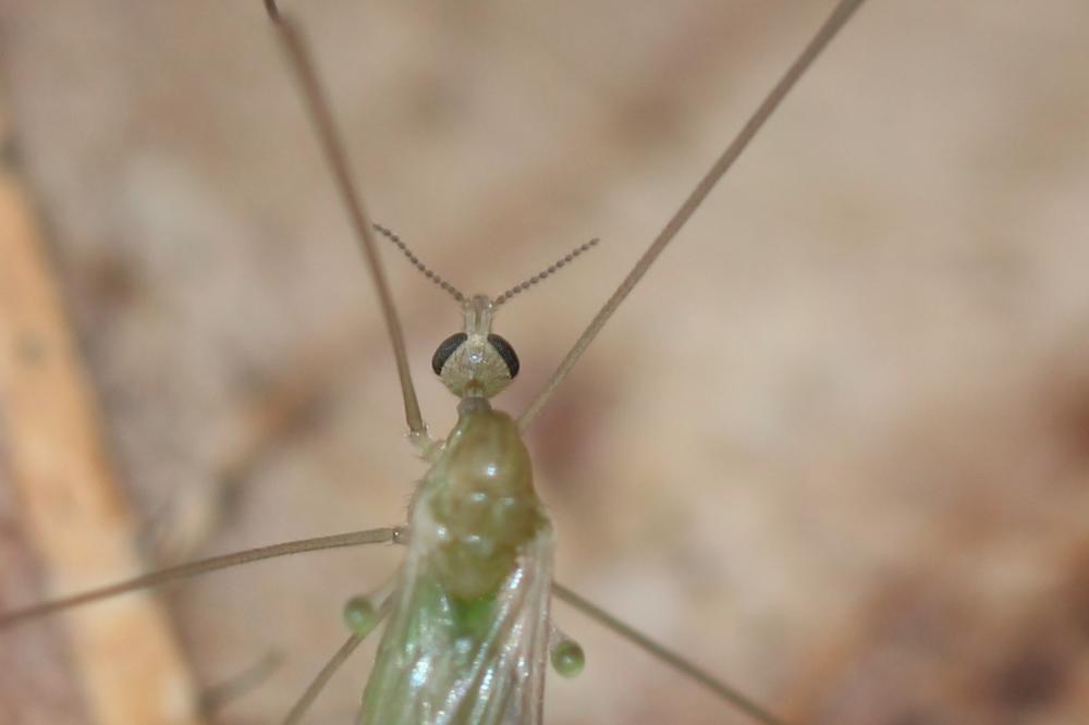 Limoniidae Rondani, 1856