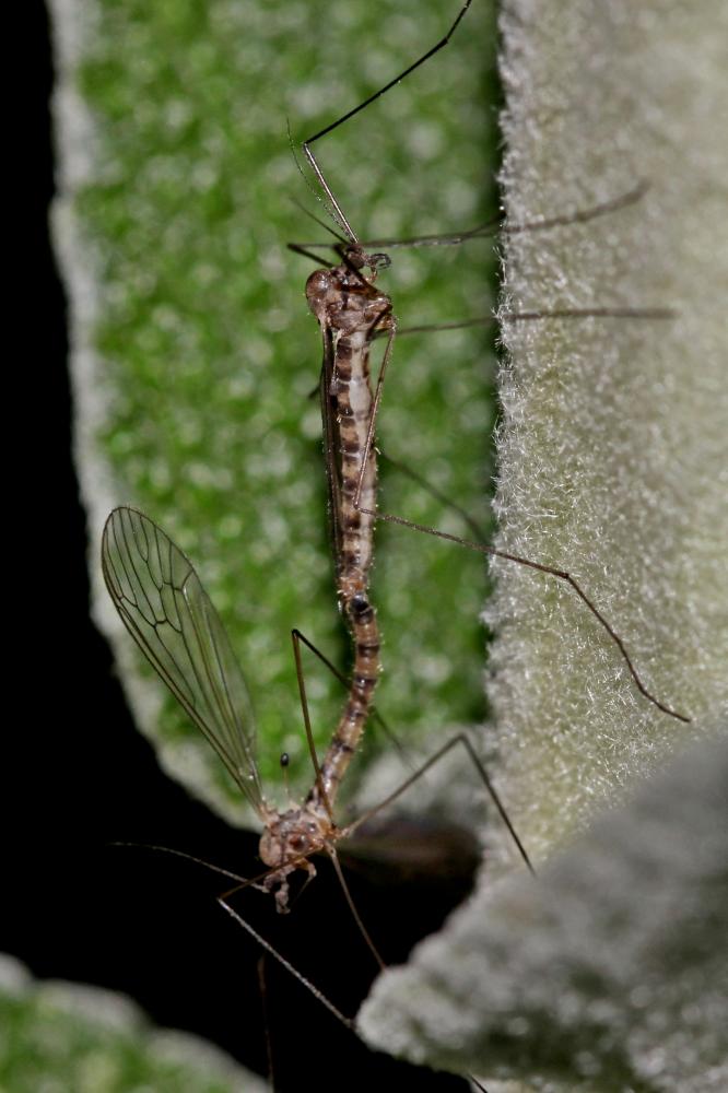 Trichocera annulata Meigen, 1818