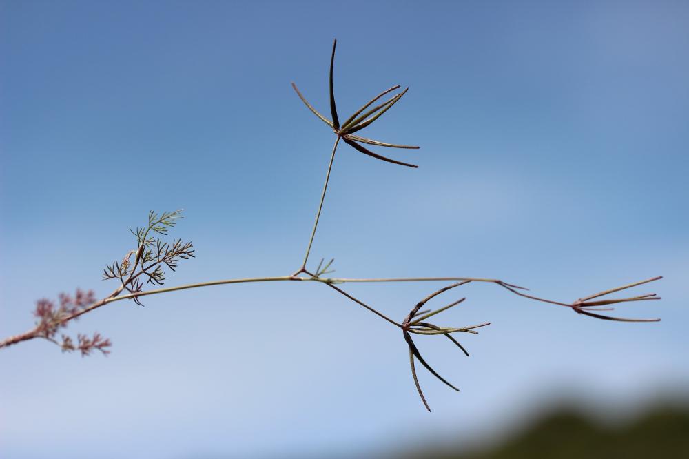 Scandix du sud, Scandix du Midi Scandix australis L., 1753