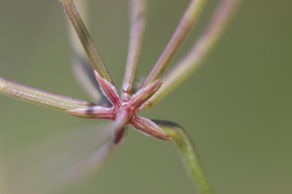 Scandix du sud, Scandix du Midi Scandix australis L., 1753