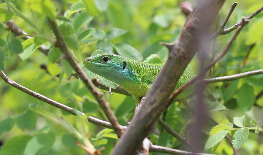 Lézard vert Lacerta bilineata Daudin, 1802