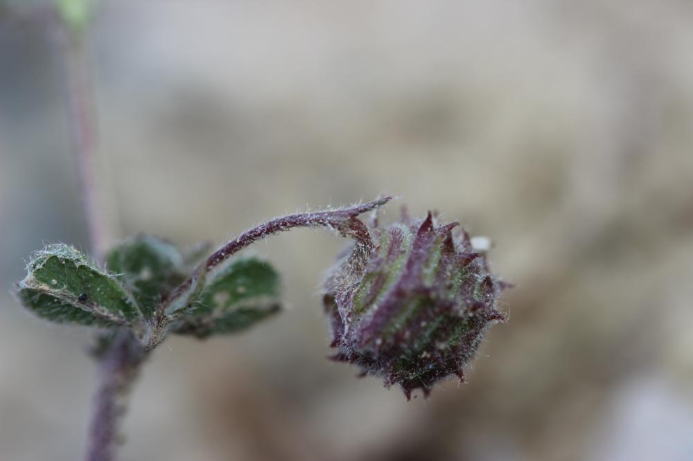 Luzerne de Gérard, Luzerne rigide Medicago rigidula (L.) All., 1785