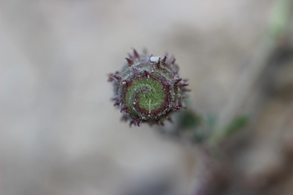 Luzerne de Gérard, Luzerne rigide Medicago rigidula (L.) All., 1785