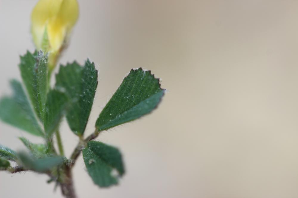 Luzerne de Gérard, Luzerne rigide Medicago rigidula (L.) All., 1785