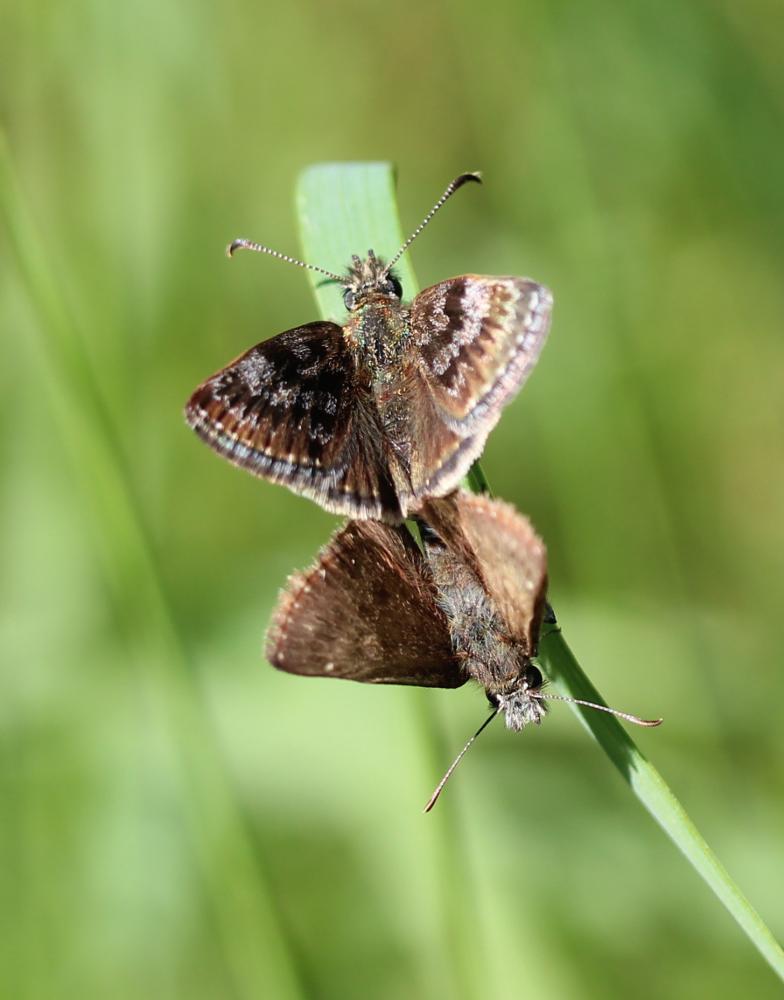 Point de Hongrie (Le), Grisette (La) Erynnis tages (Linnaeus, 1758)