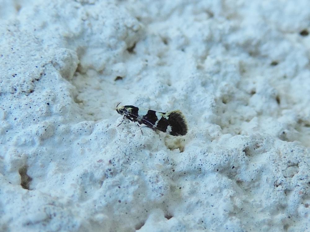  Denisia luctuosella (Duponchel, 1840)