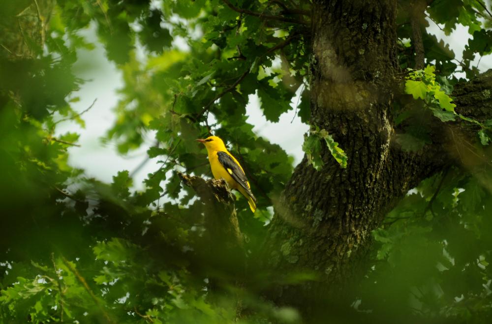 Loriot d'Europe, Loriot jaune Oriolus oriolus (Linnaeus, 1758)