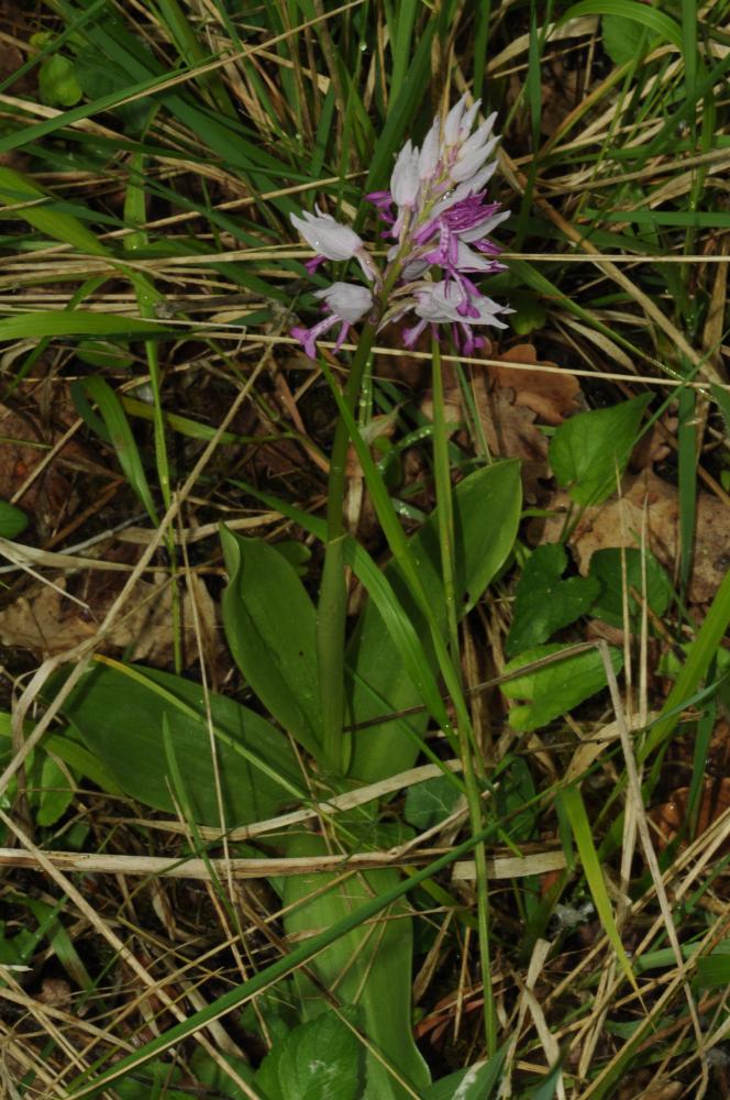 Orchis militaire, Casque militaire, Orchis casqué Orchis militaris L., 1753