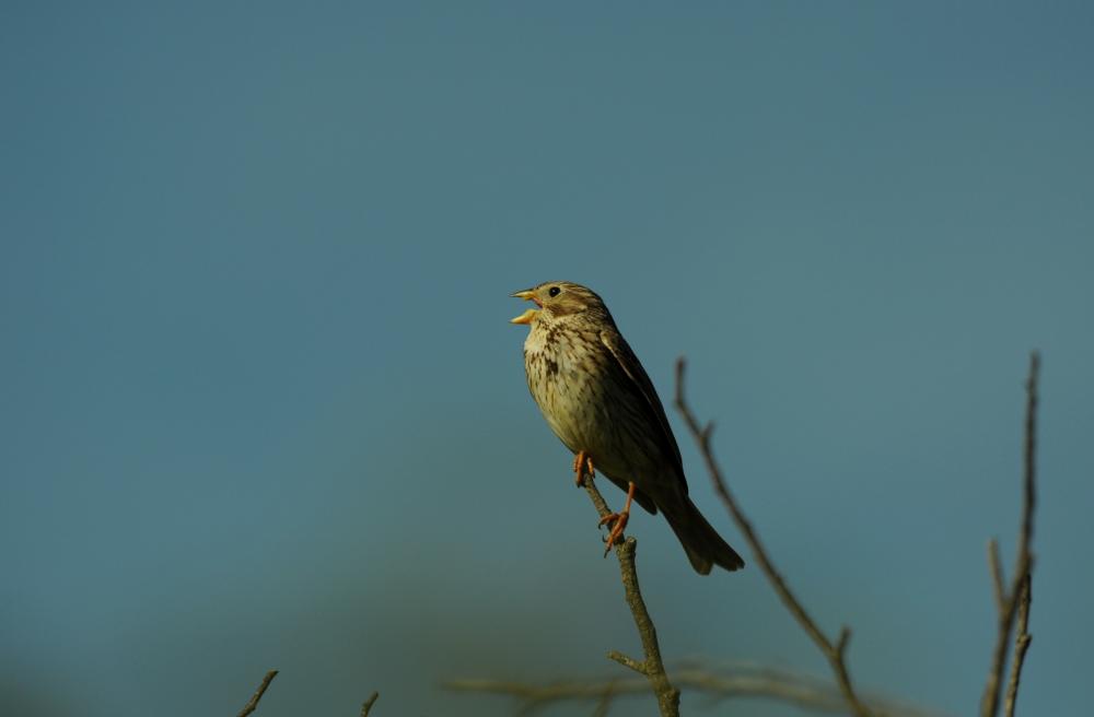 Bruant proyer Emberiza calandra Linnaeus, 1758