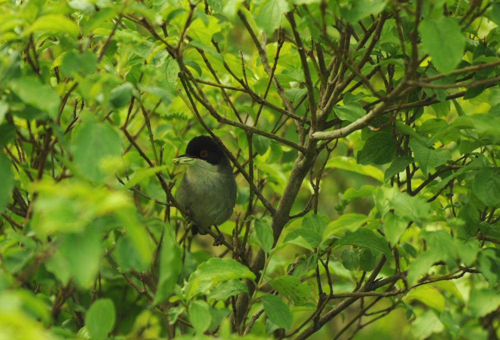 Fauvette mélanocéphale Sylvia melanocephala (Gmelin, 1789)