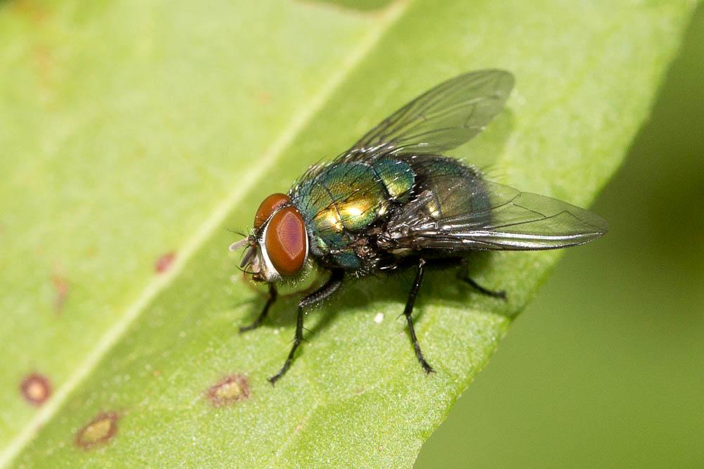 Mouche verte, Mouche dorée Lucilia caesar (Linnaeus, 1758)