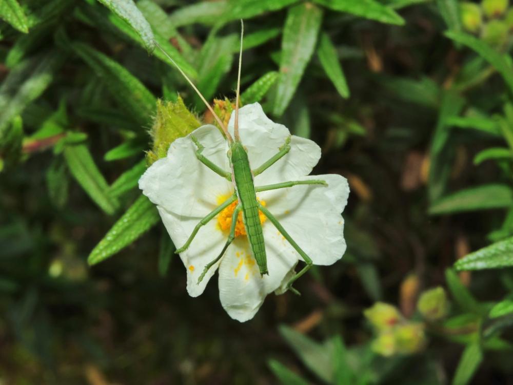 Magicienne dentelée, Langouste de Provence, Saga a Saga pedo (Pallas, 1771)