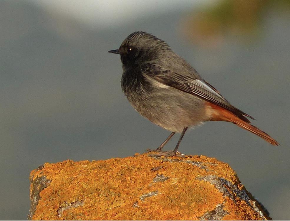 Rougequeue noir Phoenicurus ochruros (S. G. Gmelin, 1774)