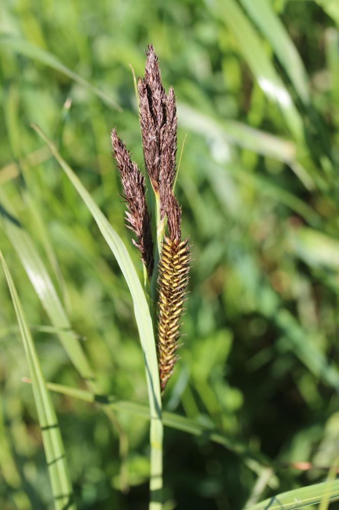 Laîche des marais, Laîche fausse, Laîche aiguë, La Carex acutiformis Ehrh., 1789