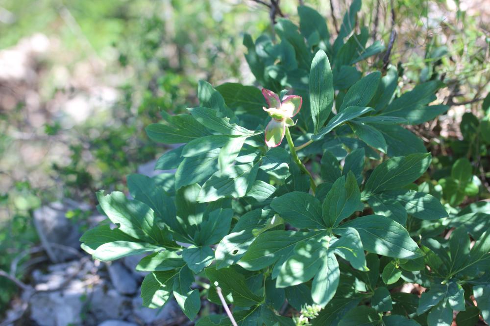 Pivoine officinale Paeonia officinalis L., 1753