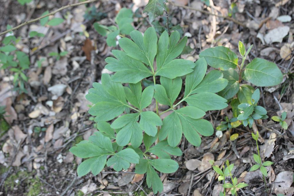 Pivoine officinale Paeonia officinalis L., 1753