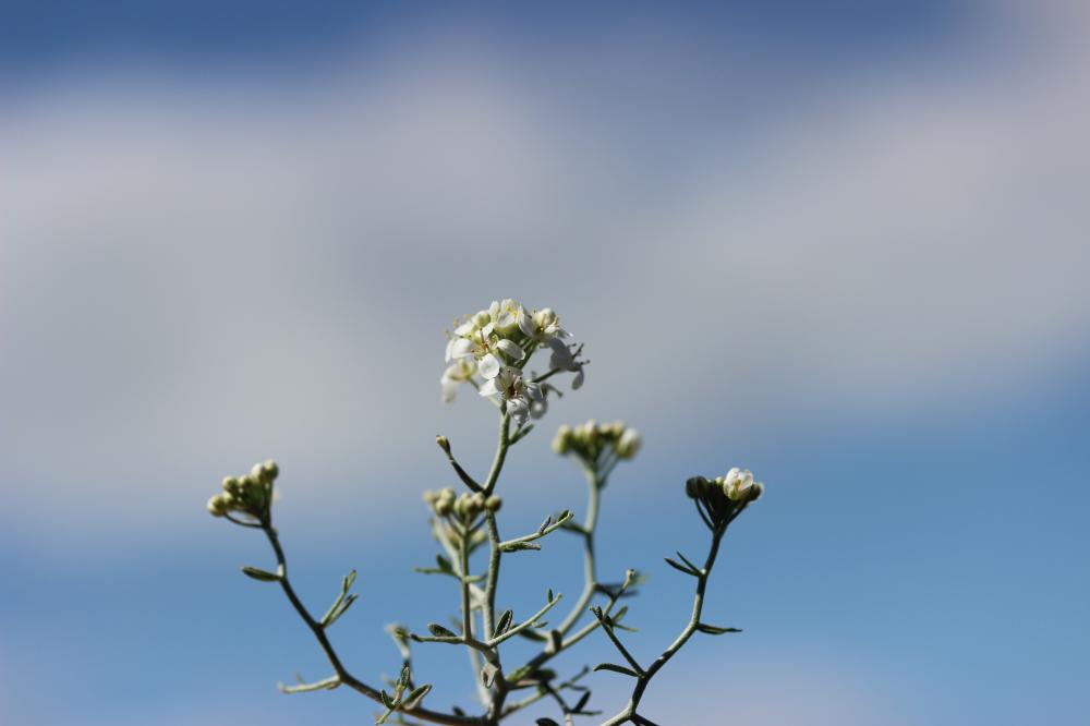 Passerage épineux, Corbeille-d'argent épineuse Hormathophylla spinosa (L.) P.Küpfer, 1974