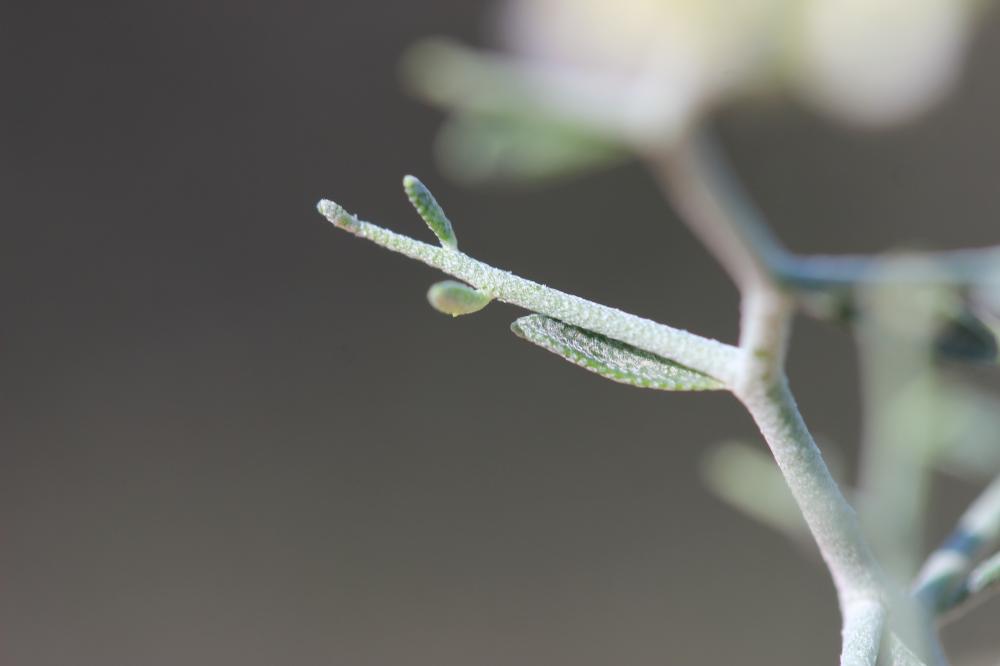 Passerage épineux, Corbeille-d'argent épineuse Hormathophylla spinosa (L.) P.Küpfer, 1974
