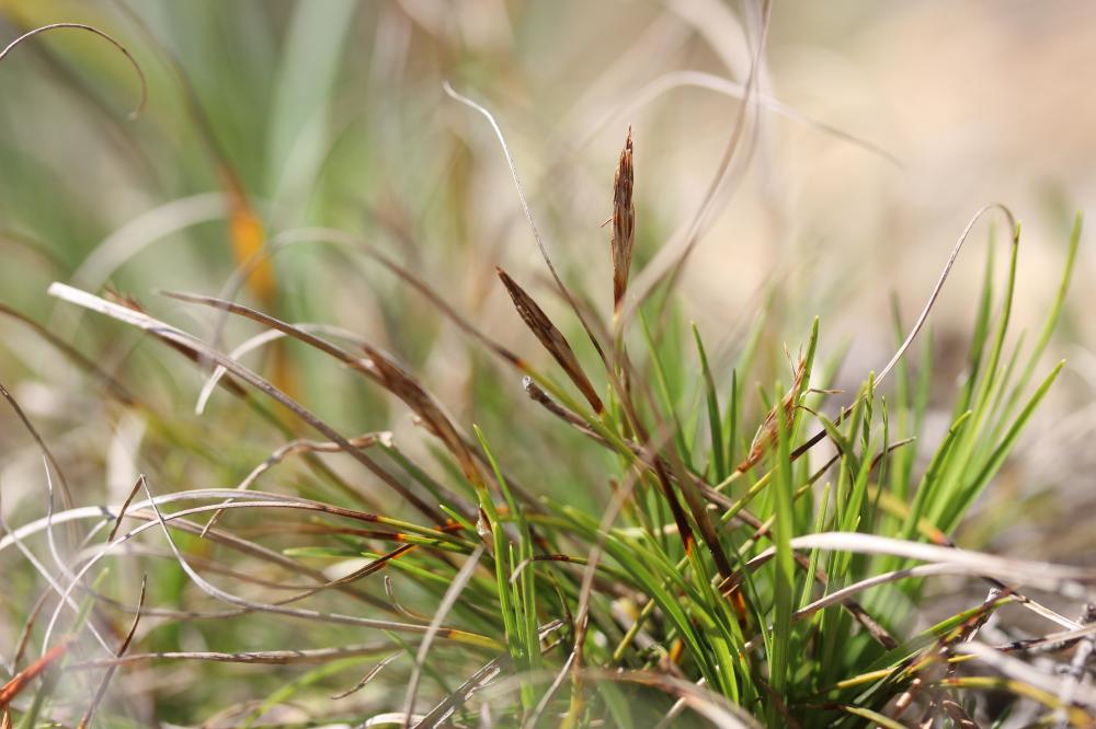 Laîche humble Carex humilis Leyss., 1758