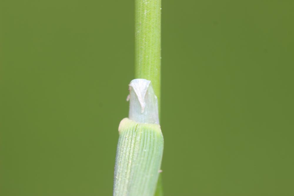 Vulpin bulbeux Alopecurus bulbosus Gouan, 1762