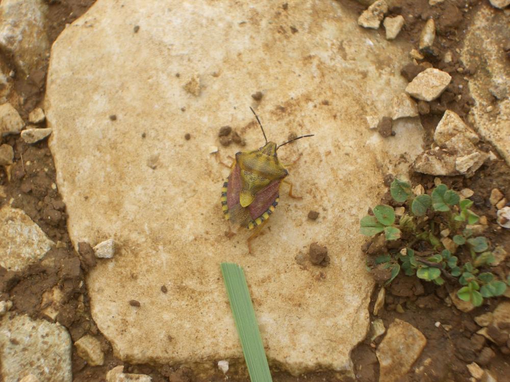 Carpocoris pudicus (Poda, 1761)