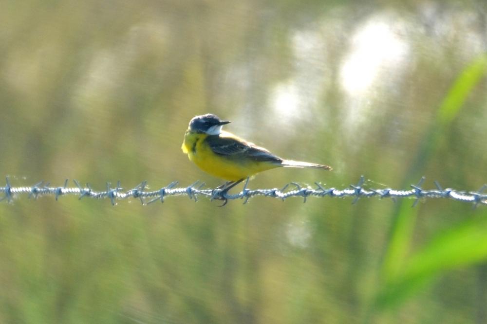  Motacilla flava iberiae Hartert, 1921