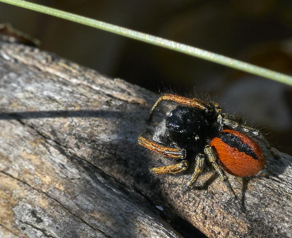 Saltique sanguinolent Philaeus chrysops (Poda, 1761)