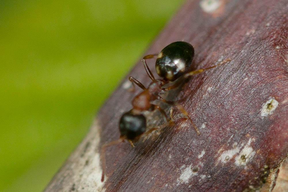  Dolichoderus quadripunctatus (Linnaeus, 1771)