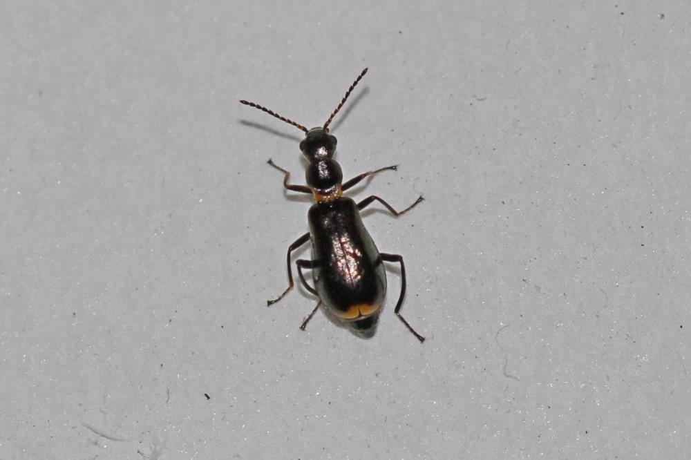  Sphinginus lobatus (Olivier, 1790)