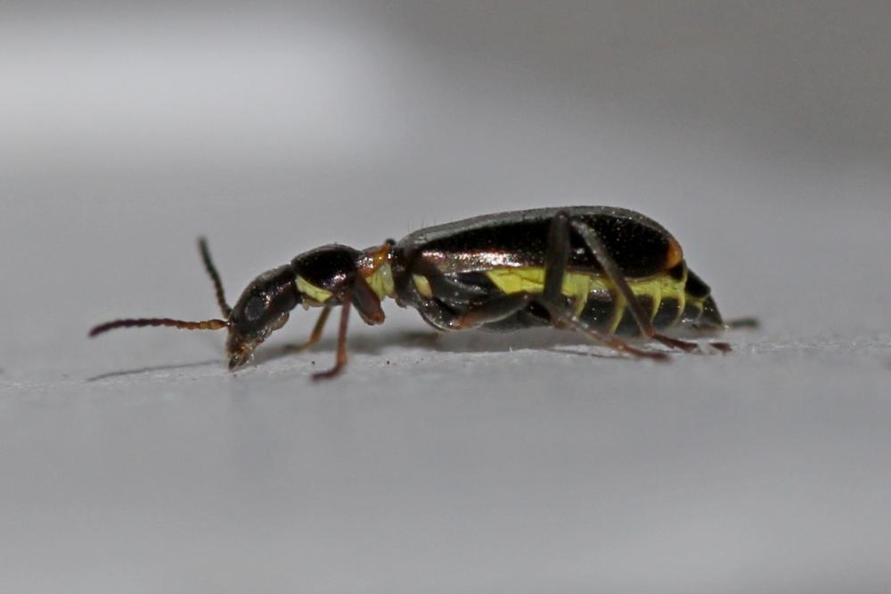  Sphinginus lobatus (Olivier, 1790)