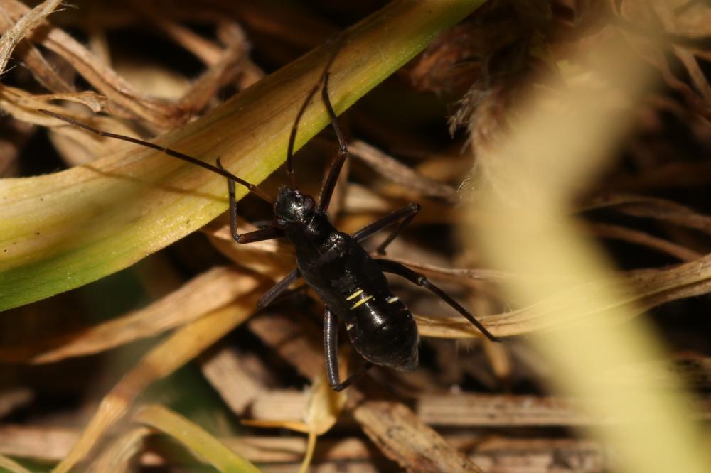  Miris striatus (Linnaeus, 1758)