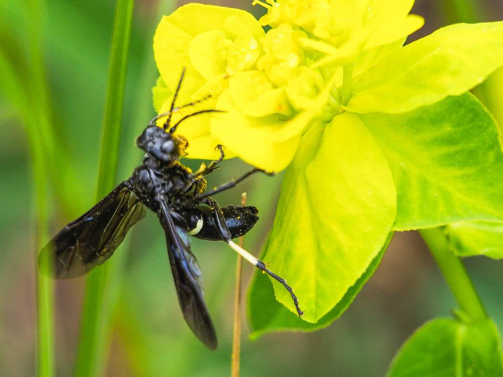  Cephaledo bifasciata bifasciata (Müller, 1766)