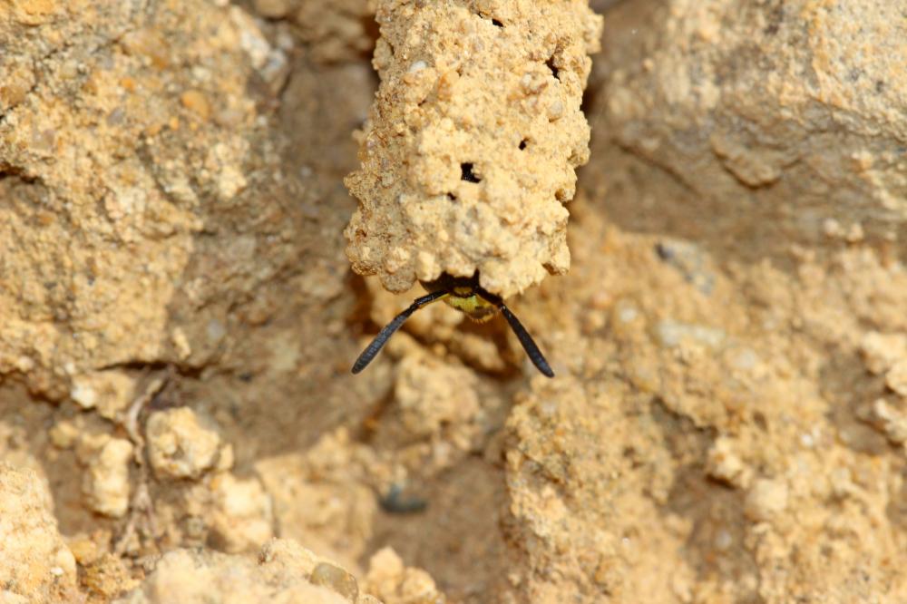  Odynerus Latreille, 1802