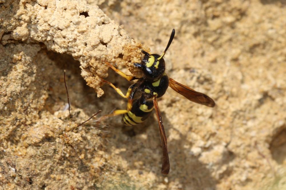 Odynerus Latreille, 1802