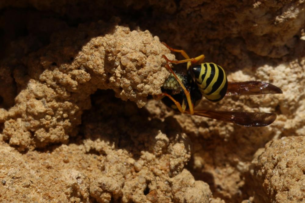  Odynerus Latreille, 1802
