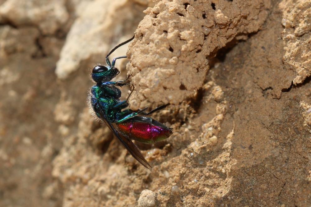 Guêpe-coucou Chrysididae Latreille, 1802