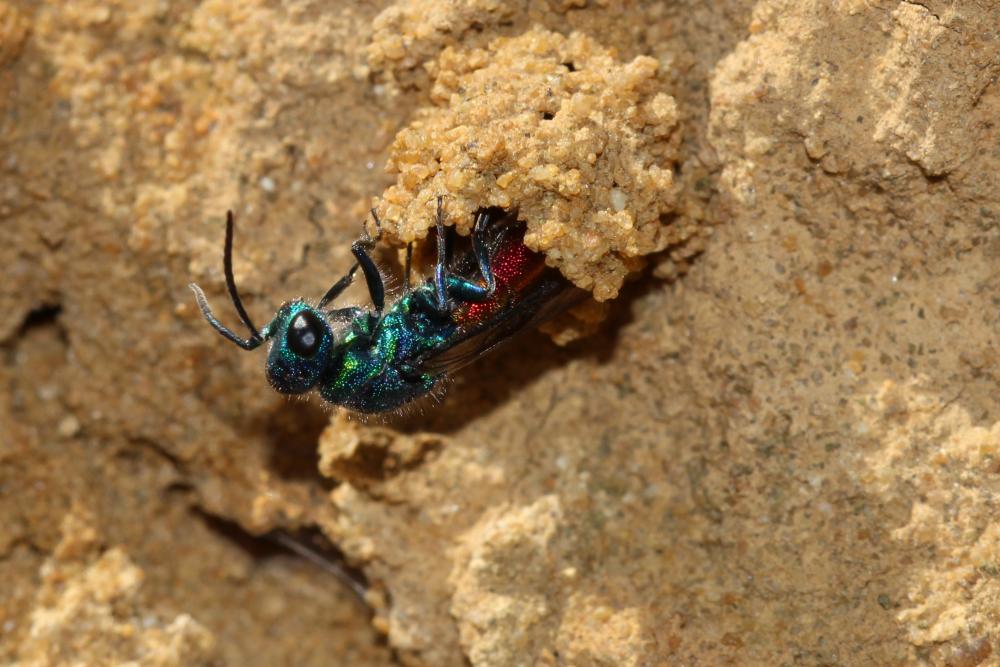 Guêpe-coucou Chrysididae Latreille, 1802