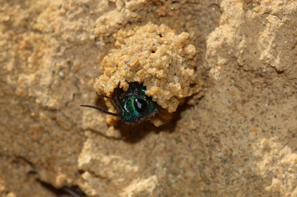 Guêpe-coucou Chrysididae Latreille, 1802
